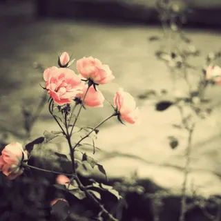 Catherine T.