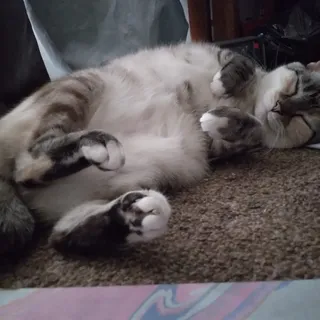 Ellie B.