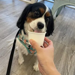Pup cup