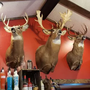 deer heads mounted on the wall