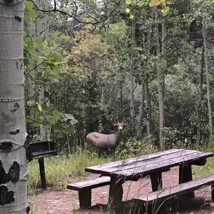 Saw this beautiful baby near the picnic tables on the way out.