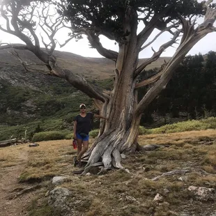 Near the end of the trail you will run across beautiful bristle cone pines.