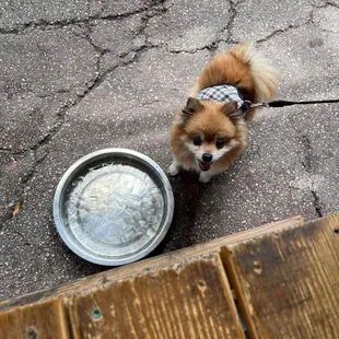 Ixchel - 14.5 yr old Pomeranian.