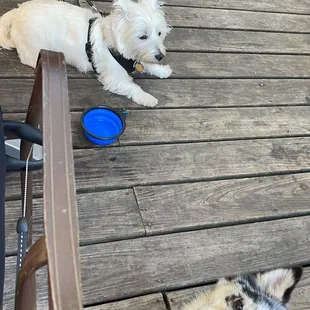 Outdoor patio, super pet friendly with available dog bowls for your pups.