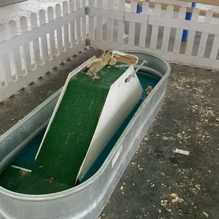 Baby ducks at the county fair
