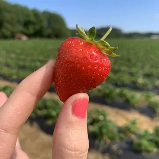 a hand holding a strawberry in a field