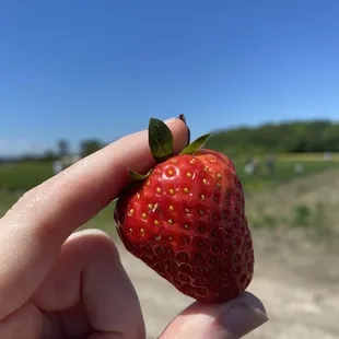 a hand holding a strawberry
