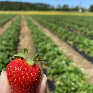 a hand holding a strawberry in a field