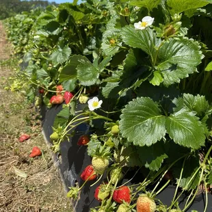 strawberries growing in a field