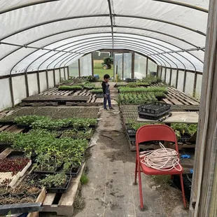 a man working in a greenhouse