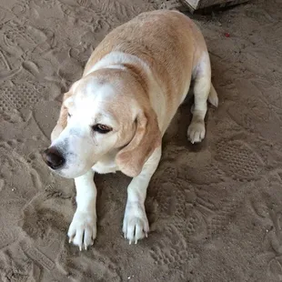 Biscuit the farm dog