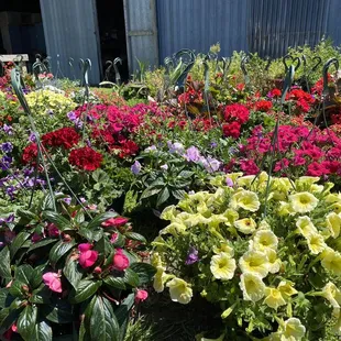 Beautiful hanging flowered plants for sale