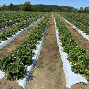 Tons of strawberries. Easily able to social distance