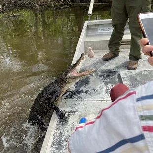 alligator  airboat tour