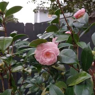 More beautiful flowers. They are everywhere.