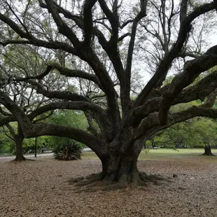 Amazing live oaks