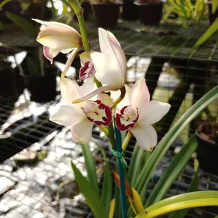 One example of the amazing gardens in NOLA.