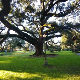 A 600 year old Live Oak Tree on a famous Plantation.