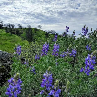 12.19.17. nice hike on Buck Ridge Trail after extensive winter rains