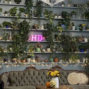 Cute plant wall