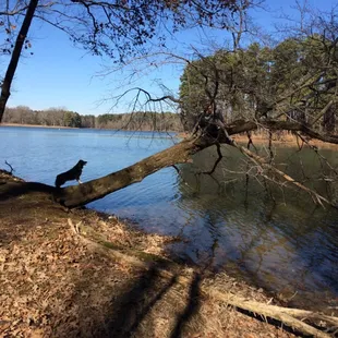 Dogs love the trail but you must be courteous of mountain bikers.