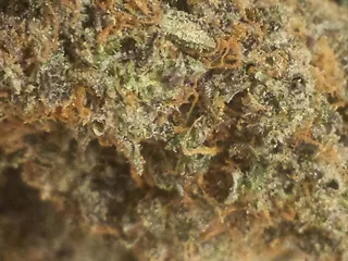 Green Cross Collective Of Bakersfield