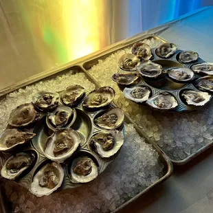 Fresh Oysters