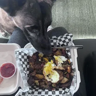 Brisket hash. Human and fur baby approved!