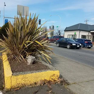 At the Auburn,WA this Cactus needs to be removed so people can see oncoming cars!