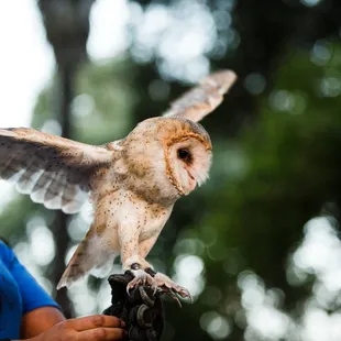 We keep owls in our vineyards to help make them sustainable and host an annual Owl Release Event every summer.