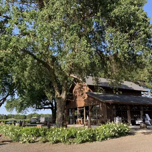 a large oak tree in front of her home
