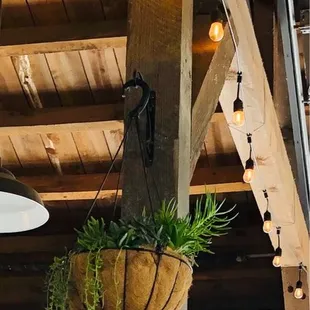 They have the cutest hanging succulent baskets here