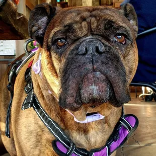 Maya always makes new friends when we come to Heringer