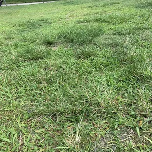overgrown weeds throughout fairways.