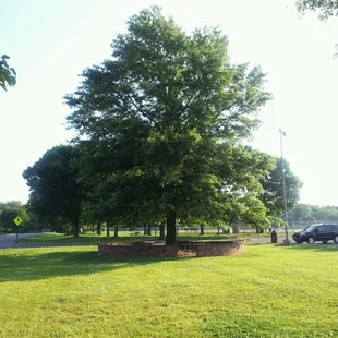 Here is the HERITAGE OAK TREE where it all started.