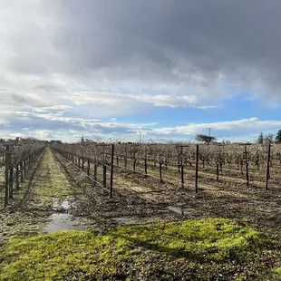 rows of vines in a field