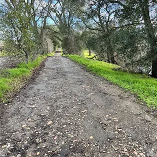 a dirt road lined with trees
