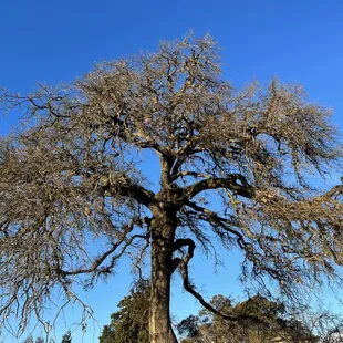 a large oak tree in a field
