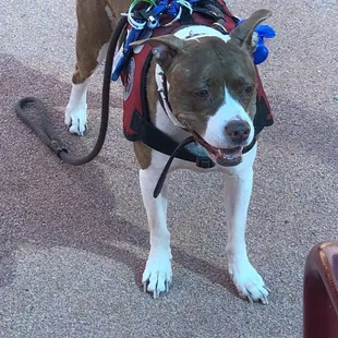 Even service dogs play too!