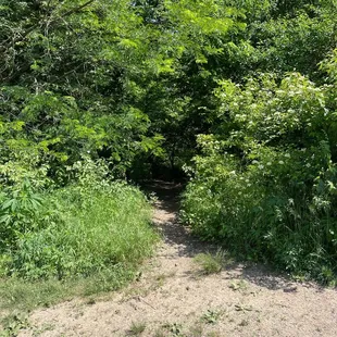 Wooded area with a creek, in case your dog misses the woods like mine does!