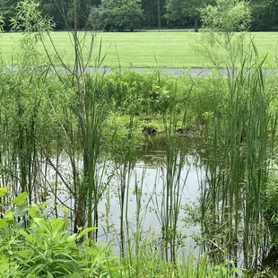 Bog/swamp.