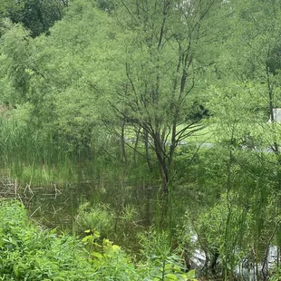 Perfect place for frogs.