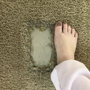 $2000 bill for this hole by our puppy after already paying $4600 in dog fees and deposits.