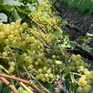 Heritage Vineyard