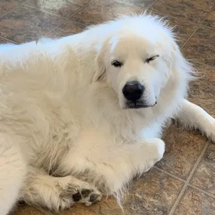 a large white dog laying on the floor