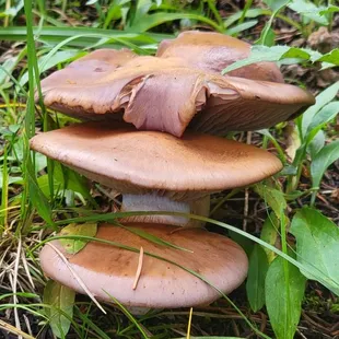 It&apos;s the mushroom season