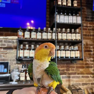 @pollothecaique working the bar, lol
