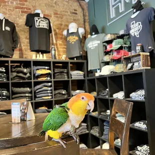 @pollothecaique checking out the merch. He picked out a hat for me.
