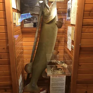 Fun musky display