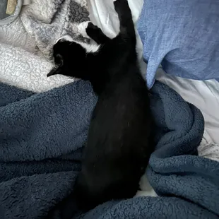 Sweet boy zonked out after his stressful first night in his new forever home.